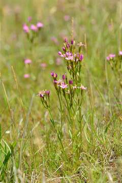 Image of Centaury