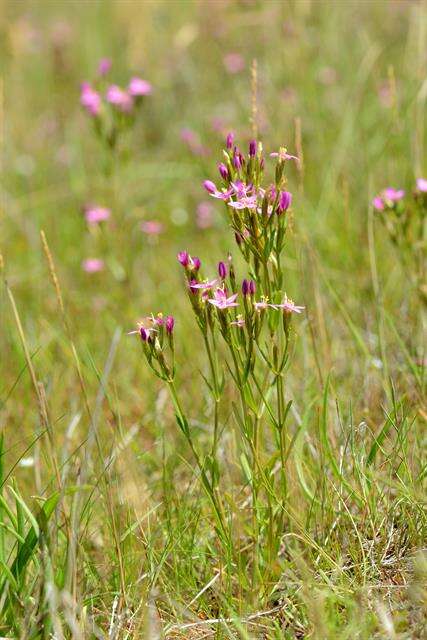 Imagem de Centaurium