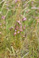 Image of Centaury