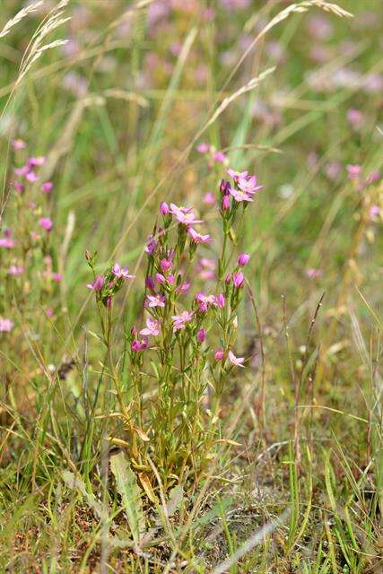 Imagem de Centaurium