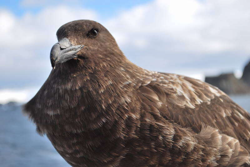 Image of Brown Skua