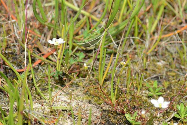 Image of knotted pearlwort