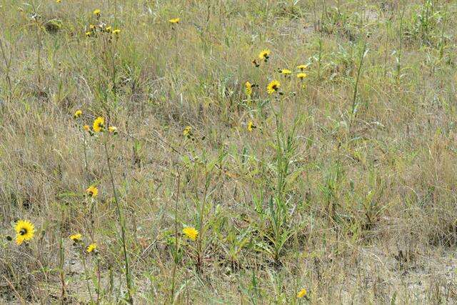 Plancia ëd Sonchus