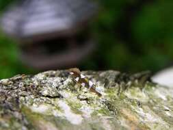 Image of shiny head-standing moths