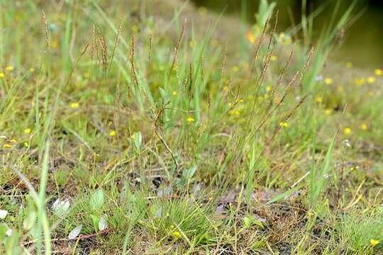 Image of bentgrass