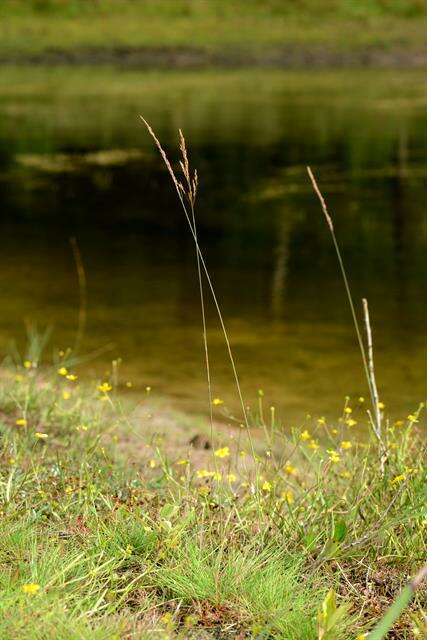 Image of bentgrass