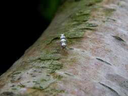 Image of shiny head-standing moths