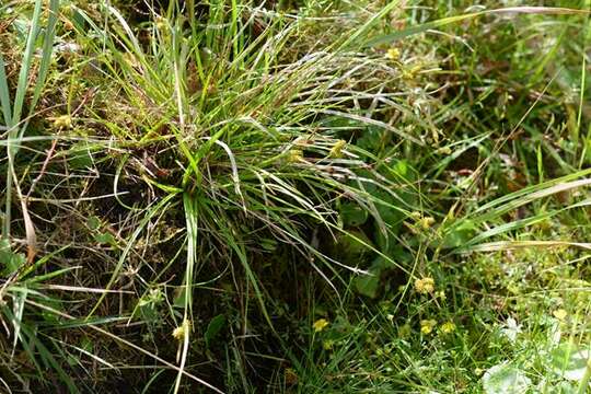 Image of Carex oederi var. pulchella (Lönnr.) Hedrén & Lassen
