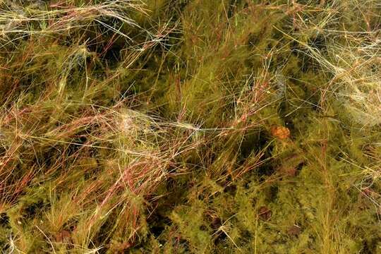 Juncus bulbosus L. resmi