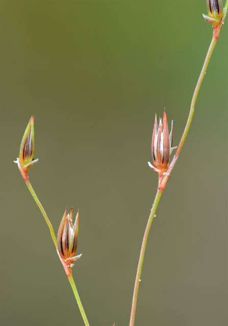 Imagem de Juncus foliosus Desf.