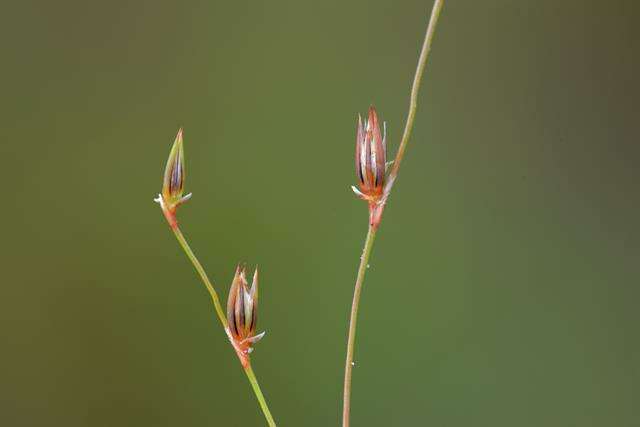 Imagem de Juncus foliosus Desf.