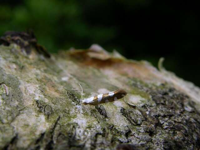 Image of shiny head-standing moths