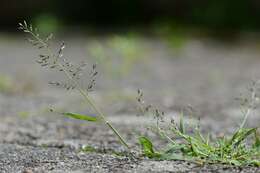 Image of lovegrass