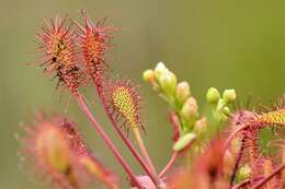 Imagem de Drosera