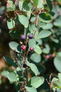 صورة Amelanchier humilis Wiegand