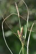 Image of <i>Carex</i> nigra × Carex <i>trinervis</i>