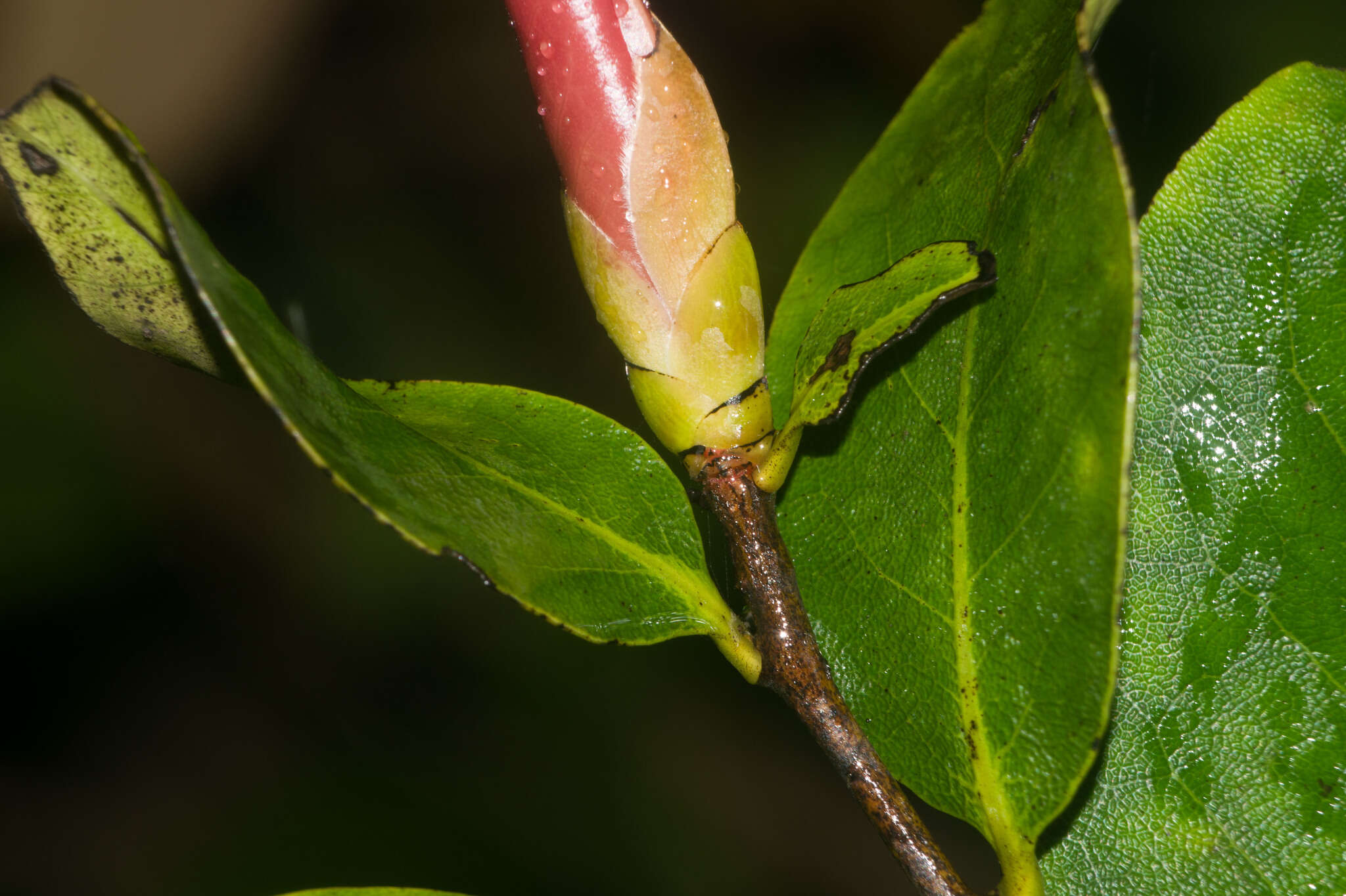 Image de Diospyros hillebrandii (Seem.) Fosberg