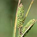 Image of <i>Carex</i> nigra × Carex <i>trinervis</i>