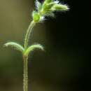 Image of gray chickweed