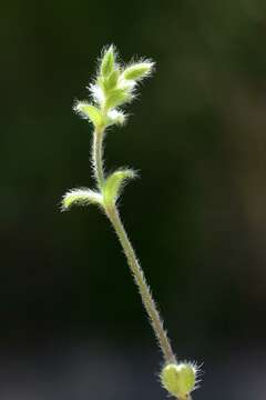 Image of mouse-ear chickweed