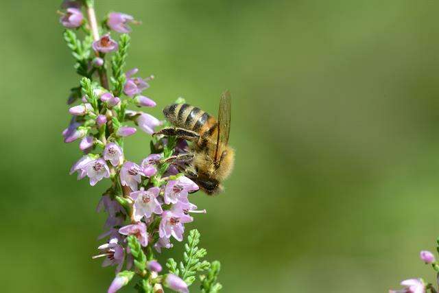 Image of honey bees