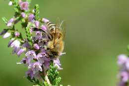 Слика од медоносна пчела