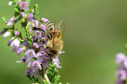 Image of honey bees