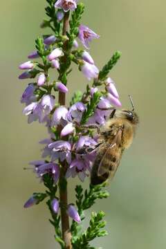 Image of honey bees