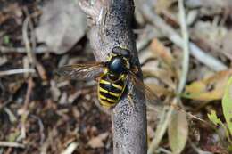 صورة Sericomyia