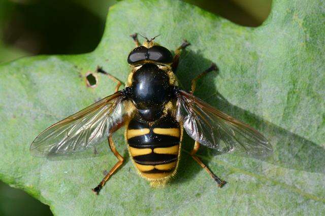 صورة Sericomyia