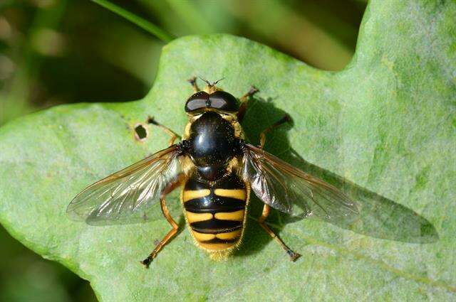 صورة Sericomyia