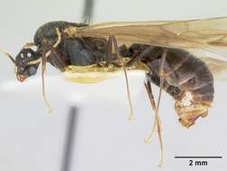 Pheidole rhea Wheeler 1908 resmi