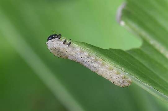 Image of <i>Phymatocera aterrima</i>