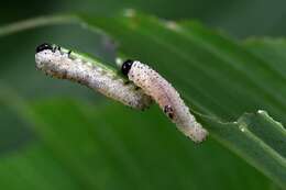 Image of <i>Phymatocera aterrima</i>