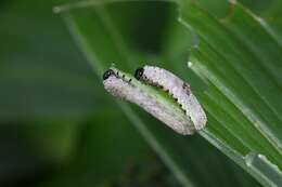 Image of <i>Phymatocera aterrima</i>