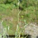 Imagem de Helichrysum luteoalbum (L.) Rchb.