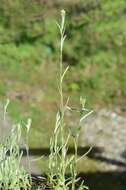 صورة Helichrysum luteoalbum (L.) Rchb.