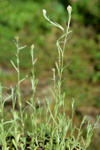 صورة Helichrysum luteoalbum (L.) Rchb.