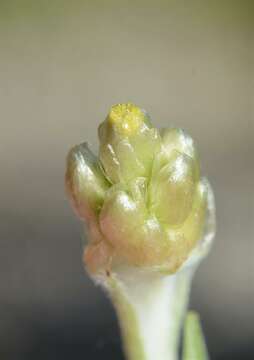 Image of Jersey cudweed