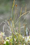 صورة Carex pauciflora Lightf.