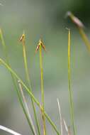 صورة Carex pauciflora Lightf.