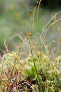 صورة Carex pauciflora Lightf.