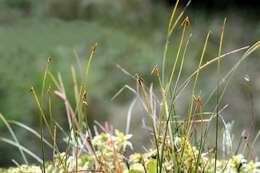 صورة Carex pauciflora Lightf.