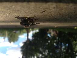 Image of Cicadas, Leafhoppers, and Treehoppers