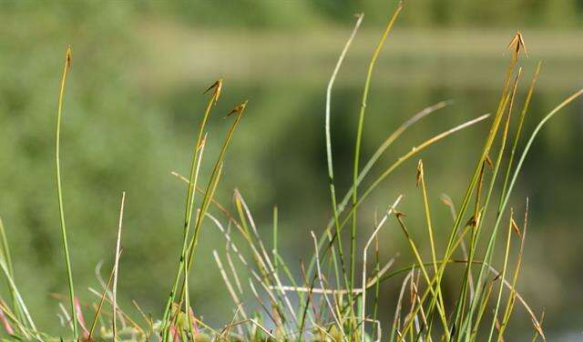 صورة Carex pauciflora Lightf.