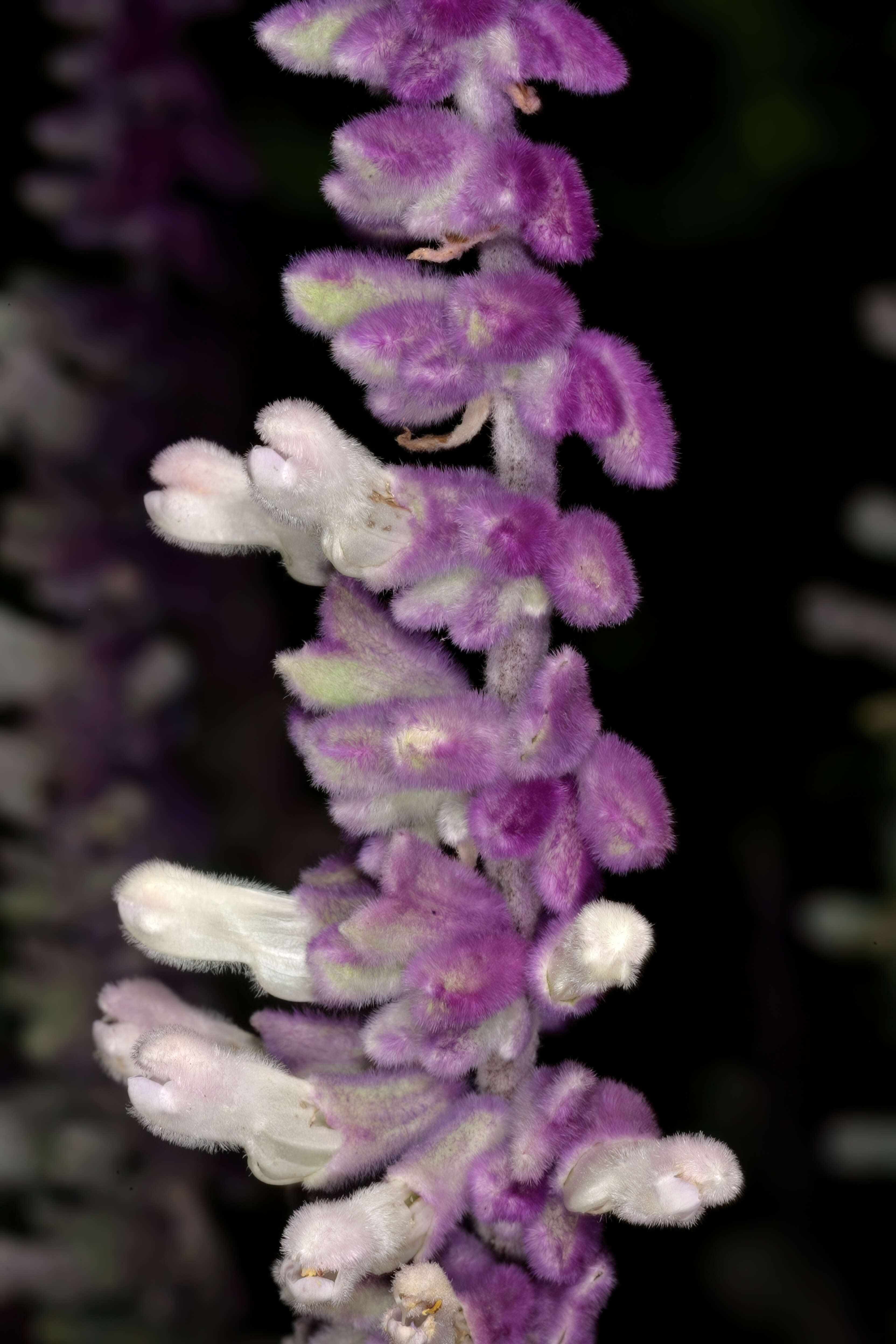 Imagem de Salvia leucantha Cav.