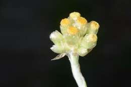Image of Jersey cudweed