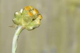 Image of Jersey cudweed