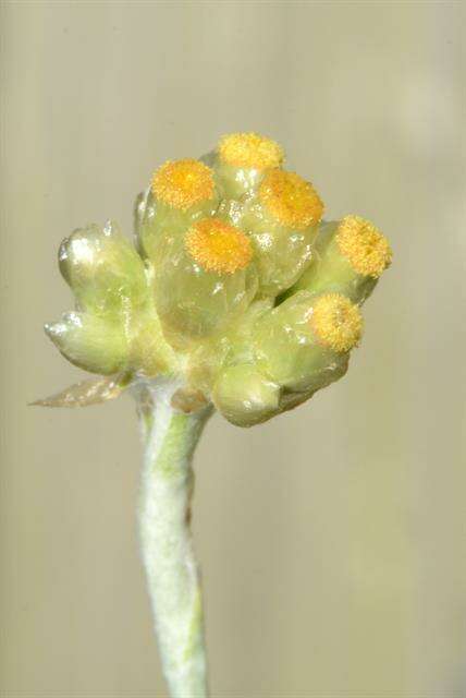 Image of Jersey cudweed