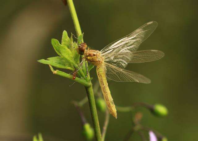 Image of Sympetrum Newman 1833